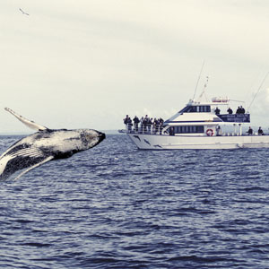 Merimbula Whale Watching