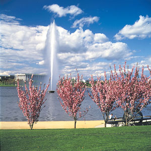 Cherry Blossom Trees in Kings Park Cherry Blossom Trees in Kings Park