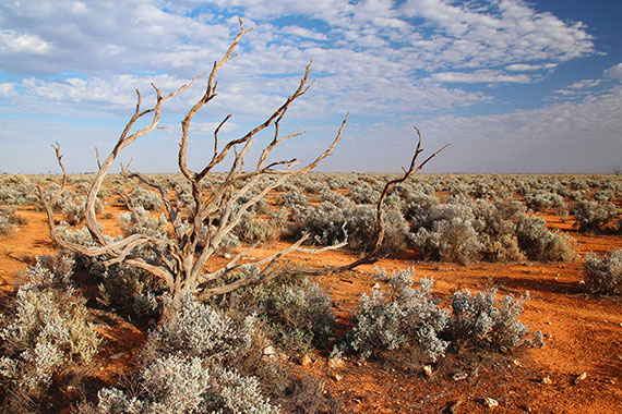 Nullarbor Plains