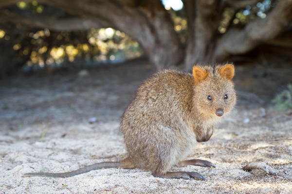 quokka golf buggy