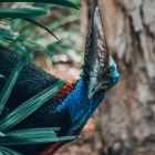 cassowary