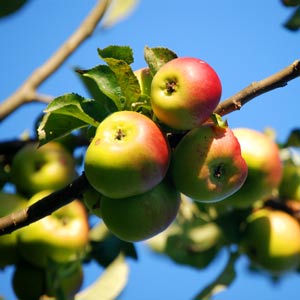 The apple industry thrives in the valley