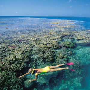 Snorkelling in the Reef
