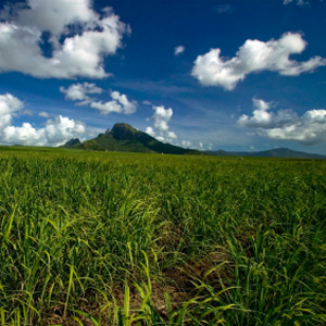 The Canefields of Ayr