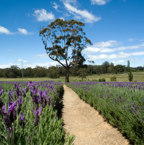 Daylesford Lavender Field