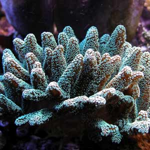 The Aquatic Wonders of Coral Bay