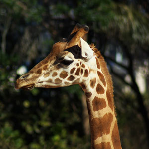 A Giraffe in the Western Plains Zoo