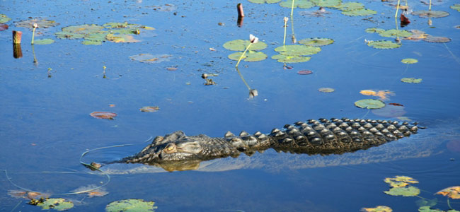 Kakadu National Park - Australia