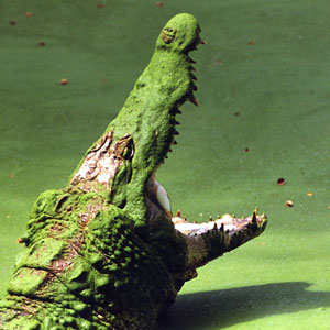 A Crocodile in Kakadu