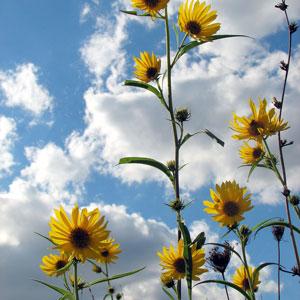 Kalgoorlie is Famous for its Wildflowers Kalgoorlie is Famous for its Wildflowers