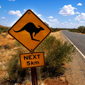 The Kangaroos are Plentiful in Charleville The Kangaroos are Plentiful in Charleville
