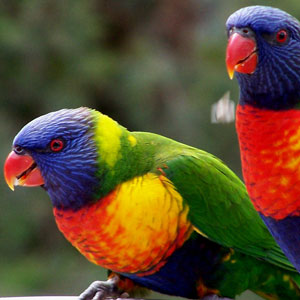 Colourful Lorikeets in Launceston