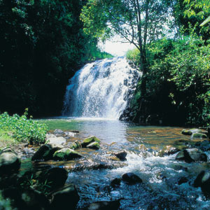 A Tropical Waterfall in the Daintree