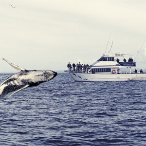 Merimbula Whale Watching Merimbula Whale Watching