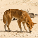 dingo hervey bay dingo hervey bay