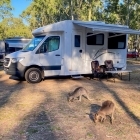 Motorhome Australia kangaroos Motorhome Australia kangaroos