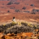 South Australia